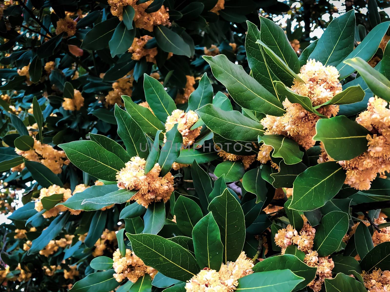 Close up blooming exotic tree with light orange flowers by AlonaGryadovaya