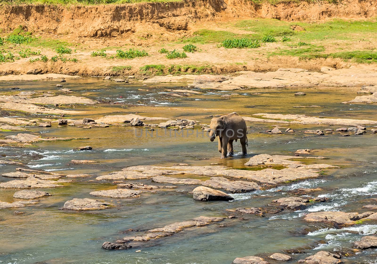 Elephant family Asia Jungle river washing water. Ceylon, Sri Lanka.