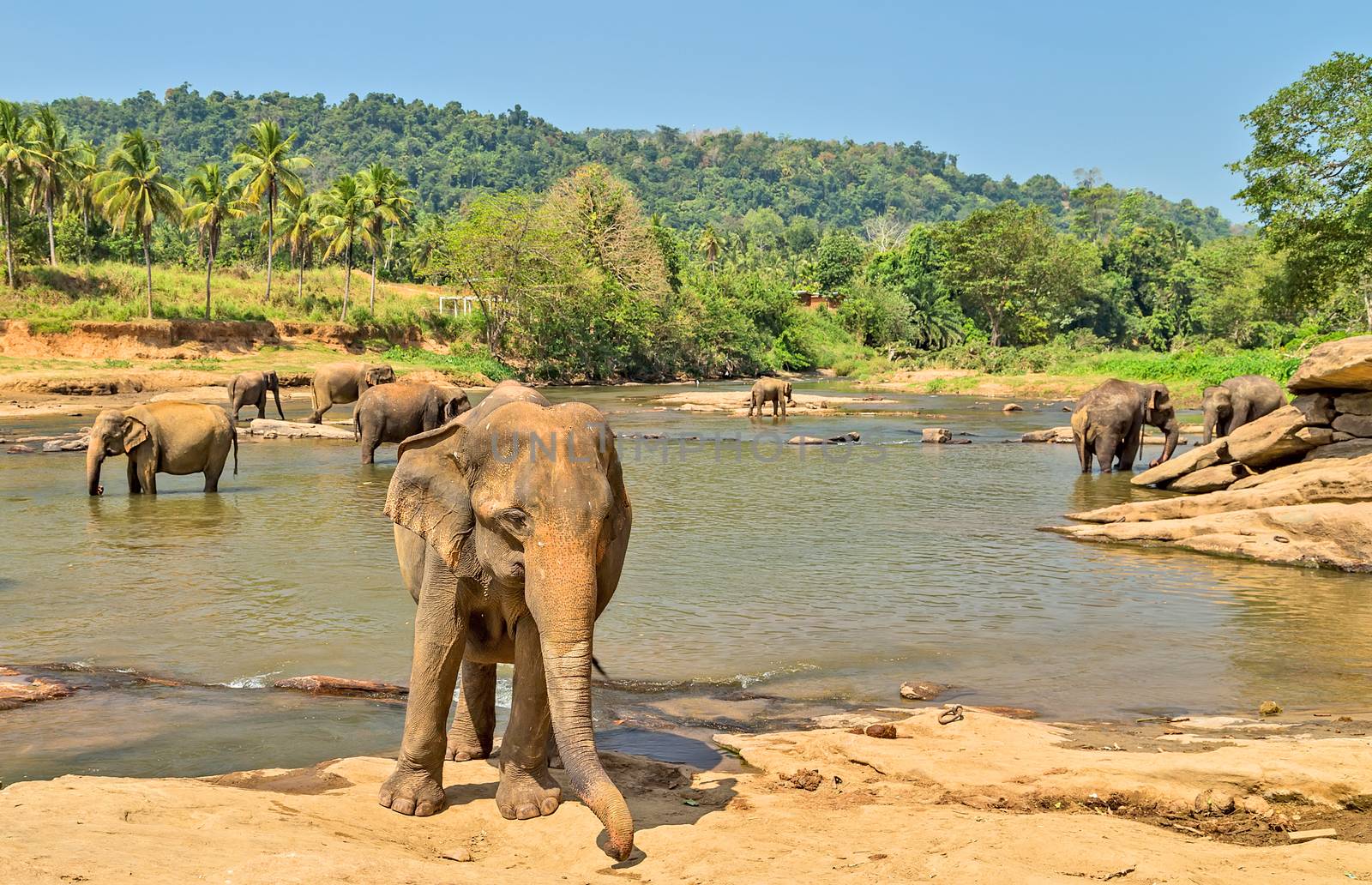 Asia Elephant bath in river Ceylon. Pinnawala. Sri Lanka