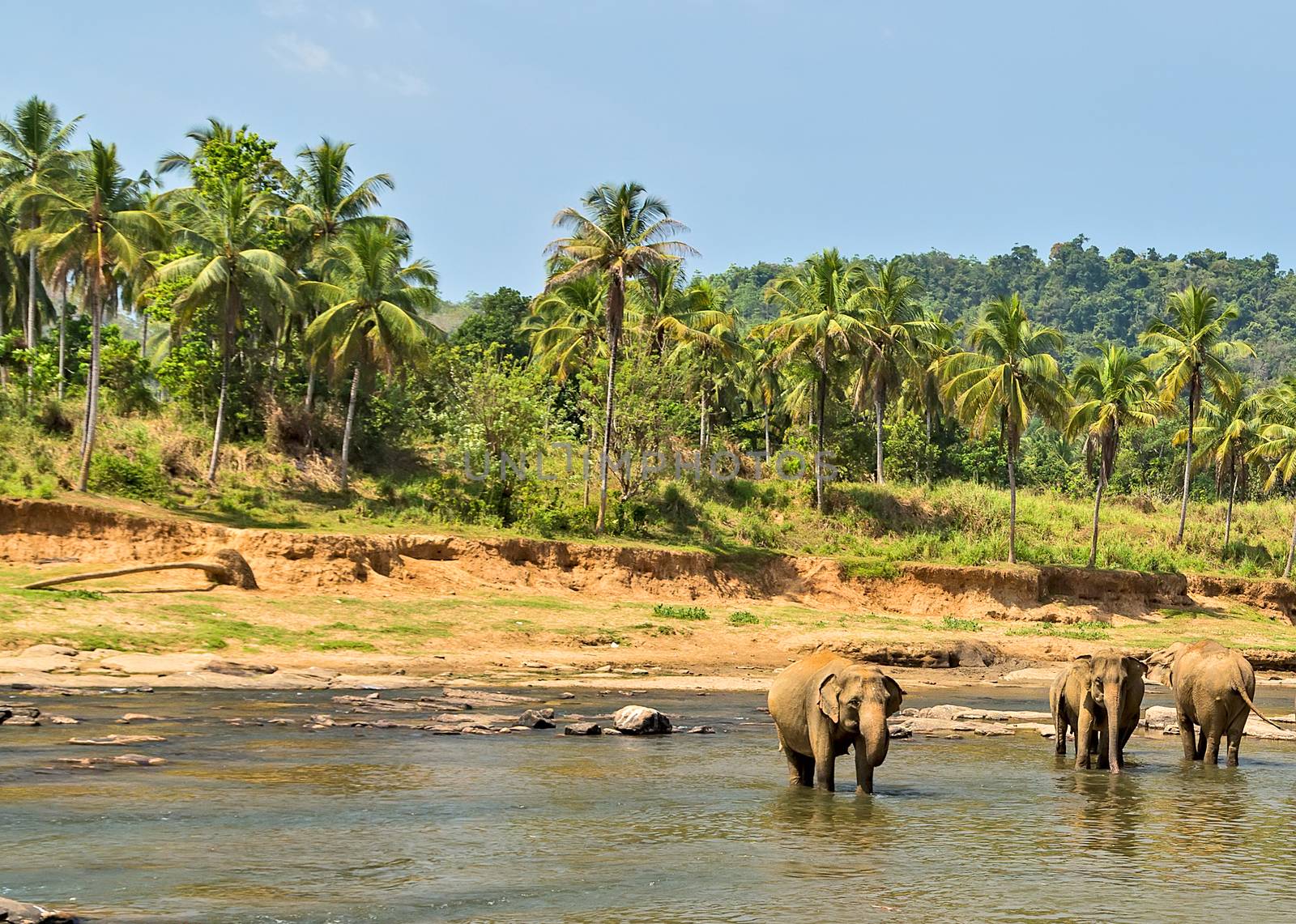 elephant in jungle river washing outdoor leisure.