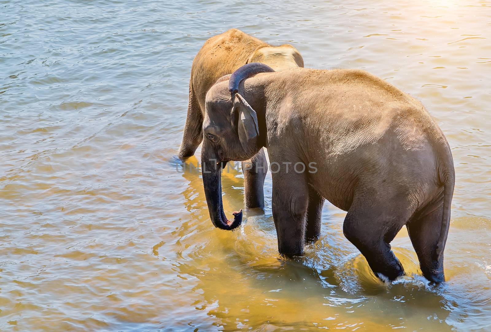 Elephant family Asia Jungle river washing water. Ceylon, Sri Lanka.