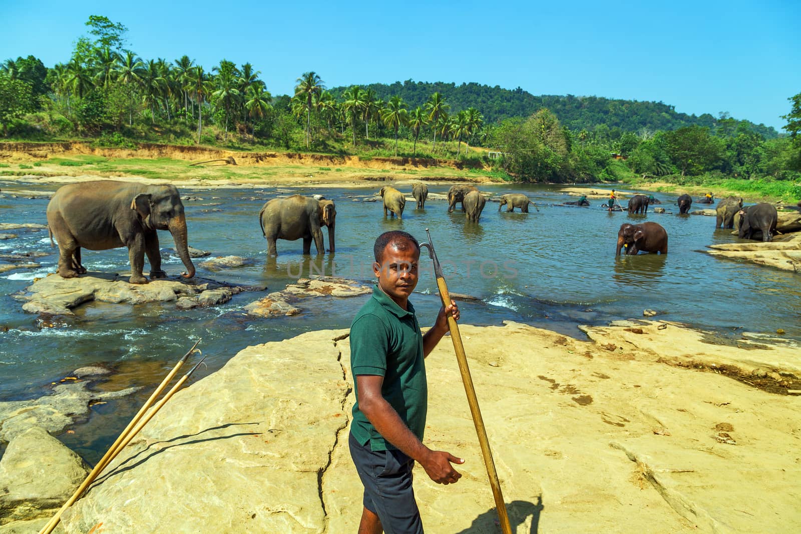 PINNAWELA, SRI LANKA - FEBRUARY 03, 2016: Family Asia Elepants Bathing in River in the Pinnawela Elephant Orphanage in Pinnawela, Sri Lanka.