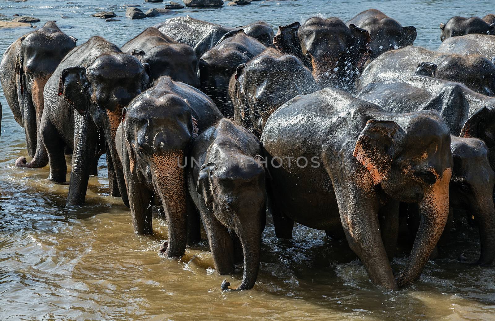 Elephants family bathing in the river wild animals, Sri Lanka