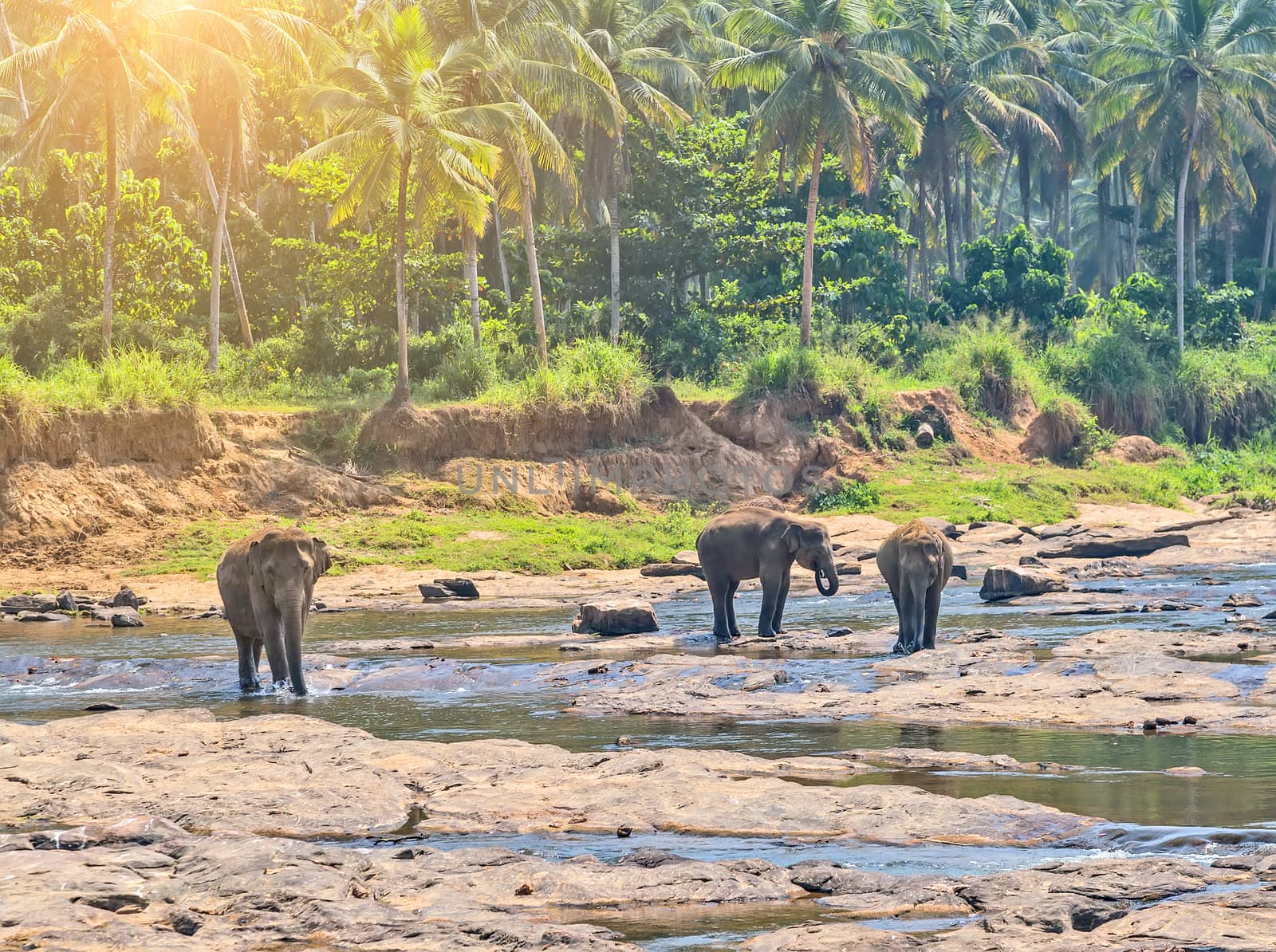 Elephants herd washing attraction river. Pinnawala elephant orphanage, Sri Lanka