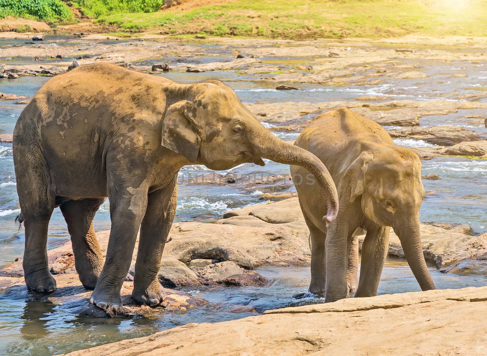 Elephants herd washing attraction river. Pinnawala elephant orphanage, Sri Lanka