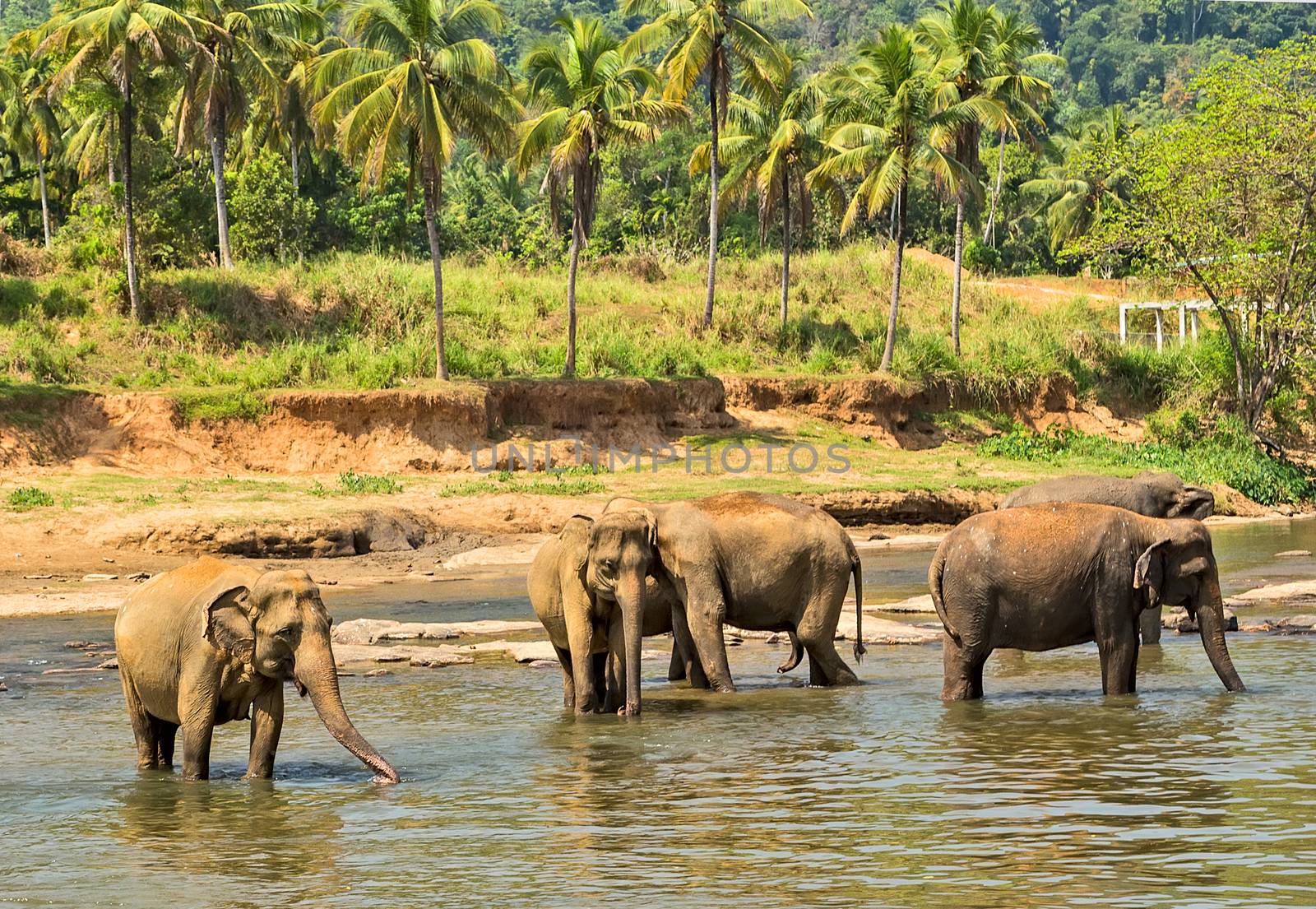 elephant in jungle river washing outdoor leisure.