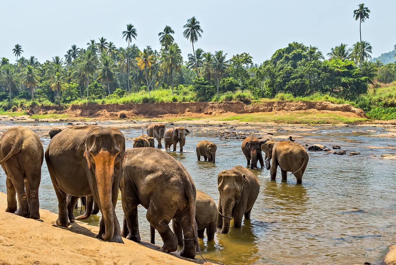 Beautiful elephant mother river outdoor leisure. elephants attraction Bathing water of jungle.