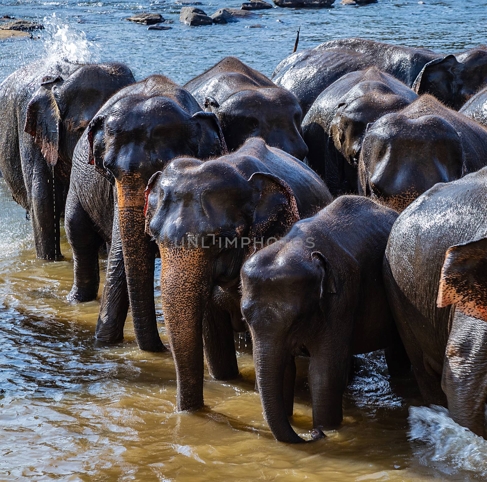 Elephants bathing in the river farm animals, Sri Lanka