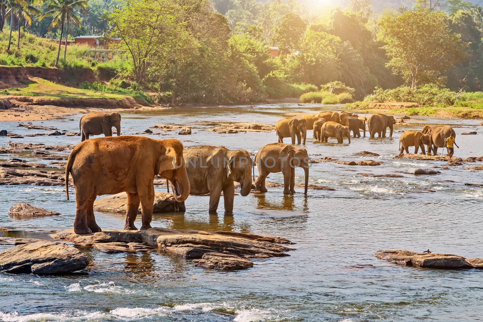 Beautiful elephant mother river outdoor leisure. elephants attraction Bathing water of jungle.