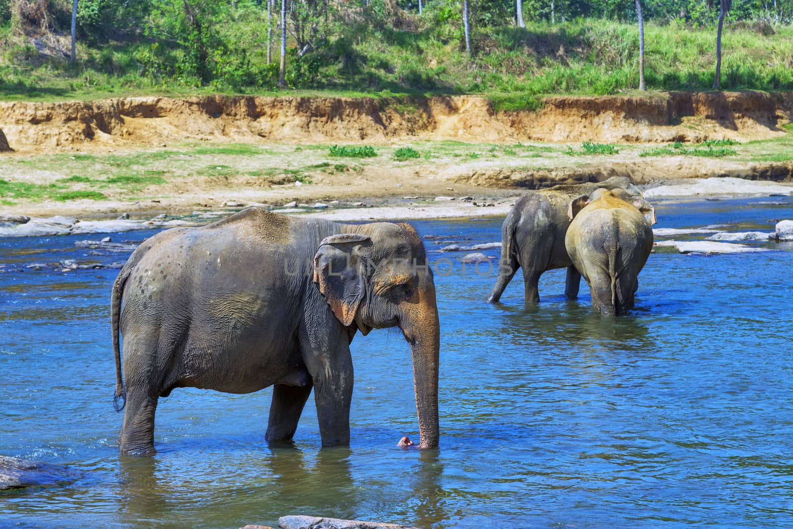 group elephants in river outdoor leisure attraction Bathing Elephant.