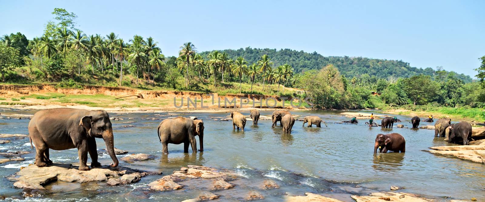 Elephant herd in jungle river - background tropical rainforest with wild animal.