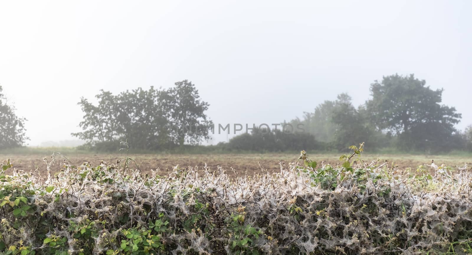 numerous cobwebs in a damp hedge of morning dew