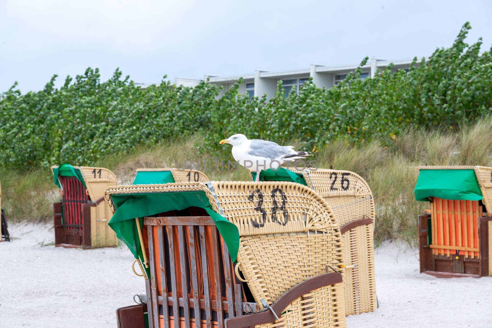 Fehmarn, Schleswig-Holstein/Germany - 03.09.2019: A seagull rests on one of several empty beach chairs on a windy day at the beach.