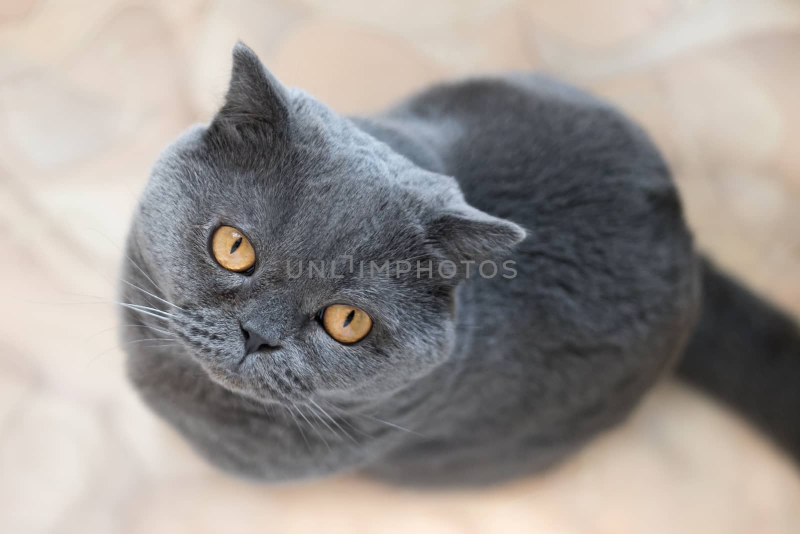 Favorite pet. British cat. A cat with big eyes. Lovely pet. Attentive look of a cat. Beautiful kitty. British cat sitting on the floor, looking up.