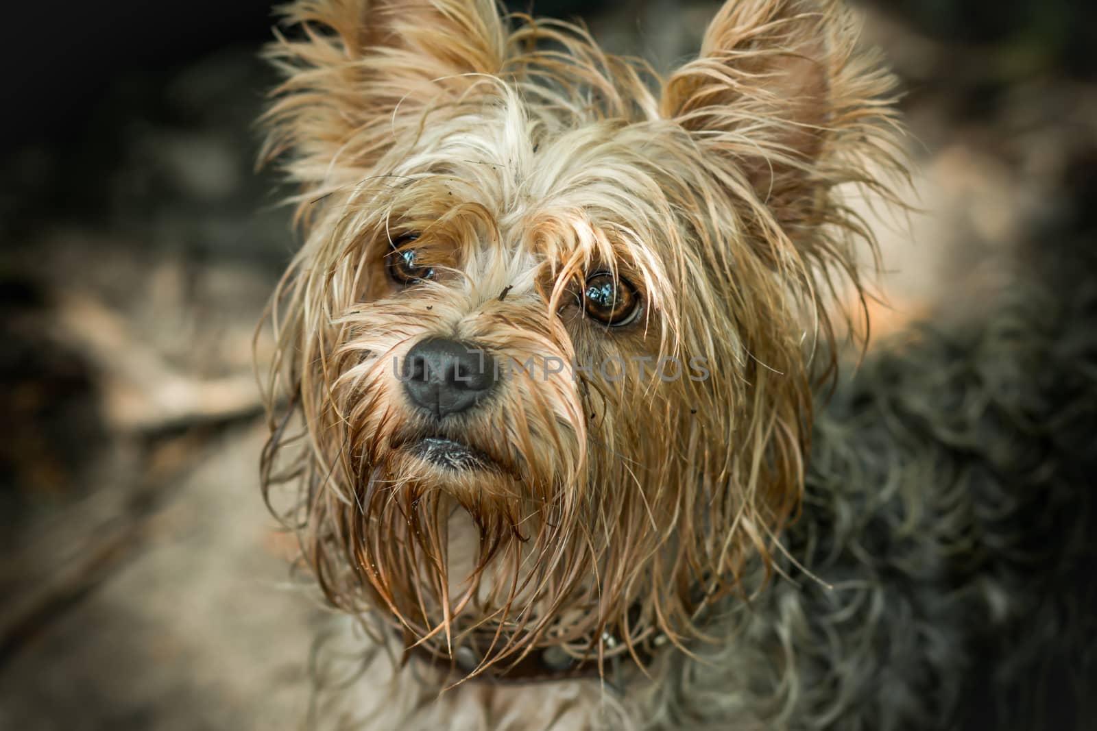 Cute puppy. Terrier with a smart look. A small handsome erzhensky terrier. A dog with an intelligent look. Friendly puppy. Beautiful hairstyle with a dog