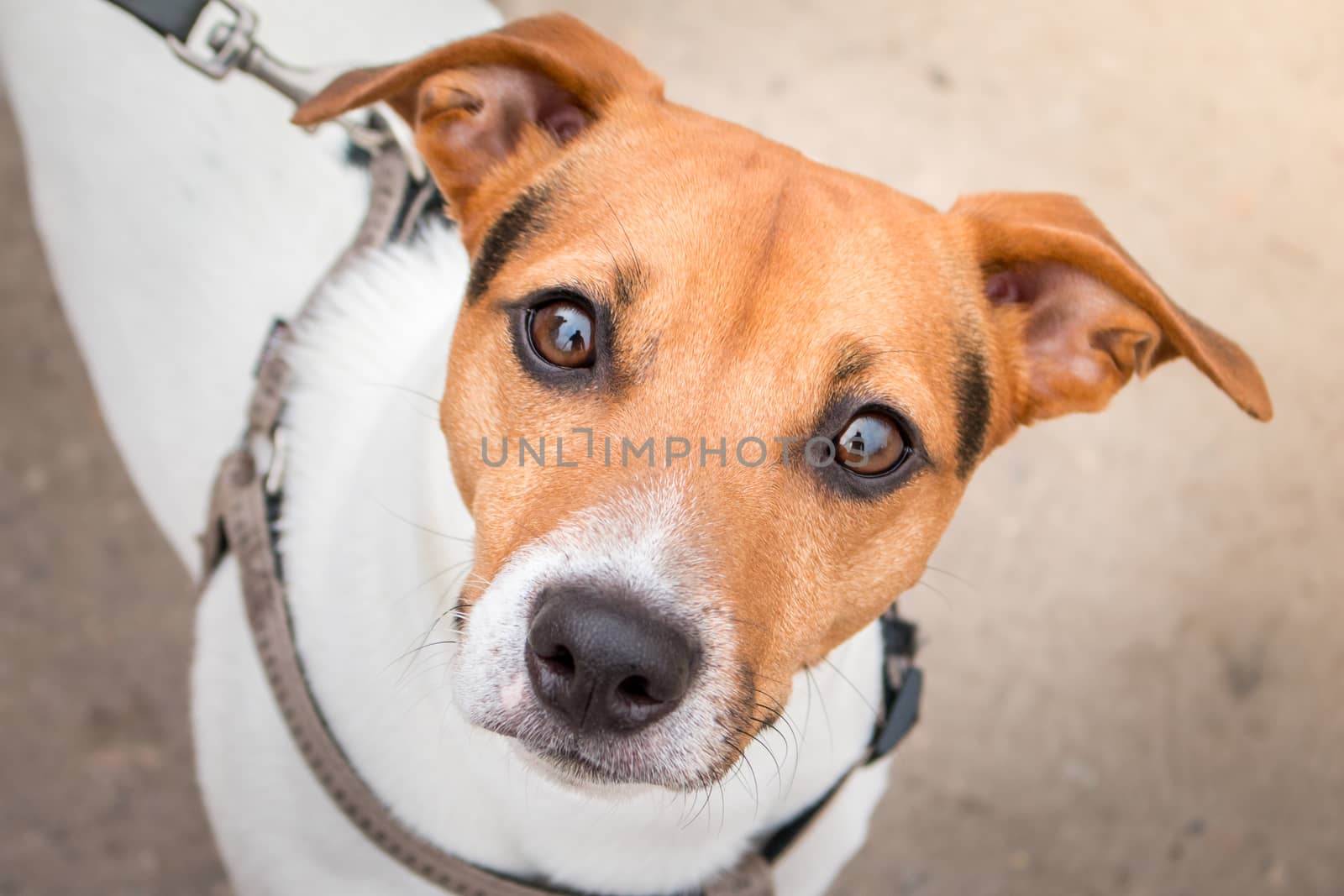 Smart look at the dog. Curious dog. Jack Russell Terrier on a Leash. Expressive dog eyes look into the lens. Pet. Four-legged friend. Macro portrait of a dog.Jen Russell Terrier.