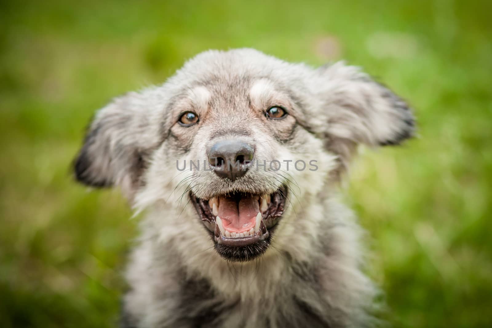 A joyful dog. A large portrait of a dog. A handsome puppy. A dog on the green grass. Smiling dog.