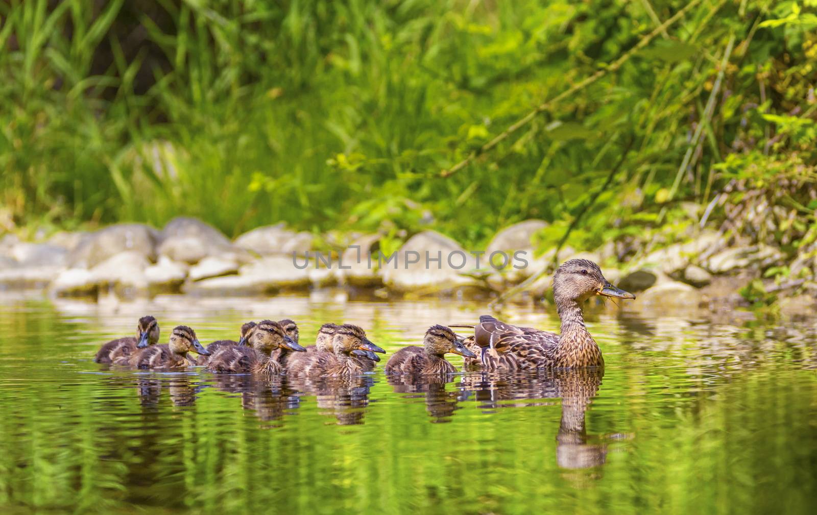 Female mallard duck, anas platyrhynchos, and ducklings by Elenaphotos21