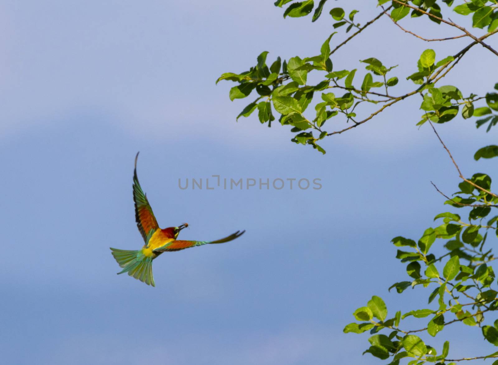 European bee-eater, merops apiaster, bird flight by Elenaphotos21