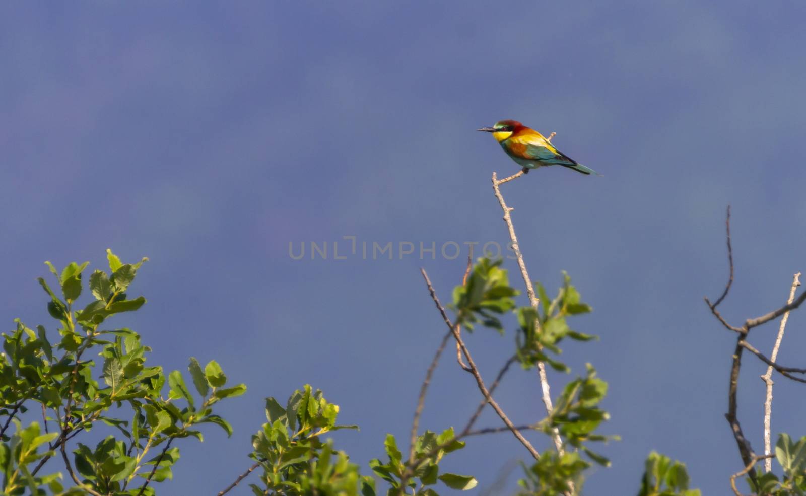 European bee-eater, merops apiaster, bird on a branch