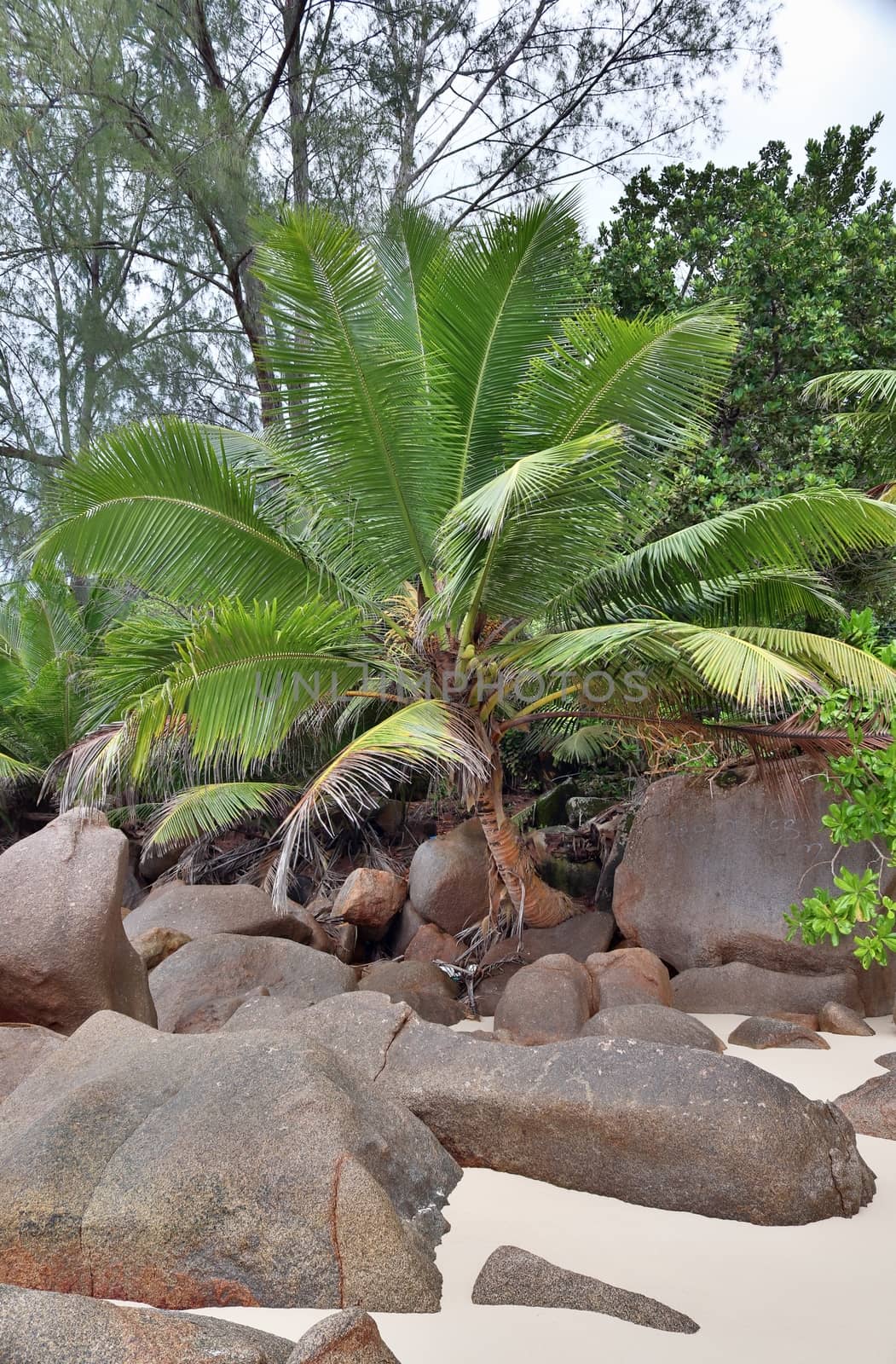 Beautiful rocks at the beaches of the tropical paradise island Seychelles.