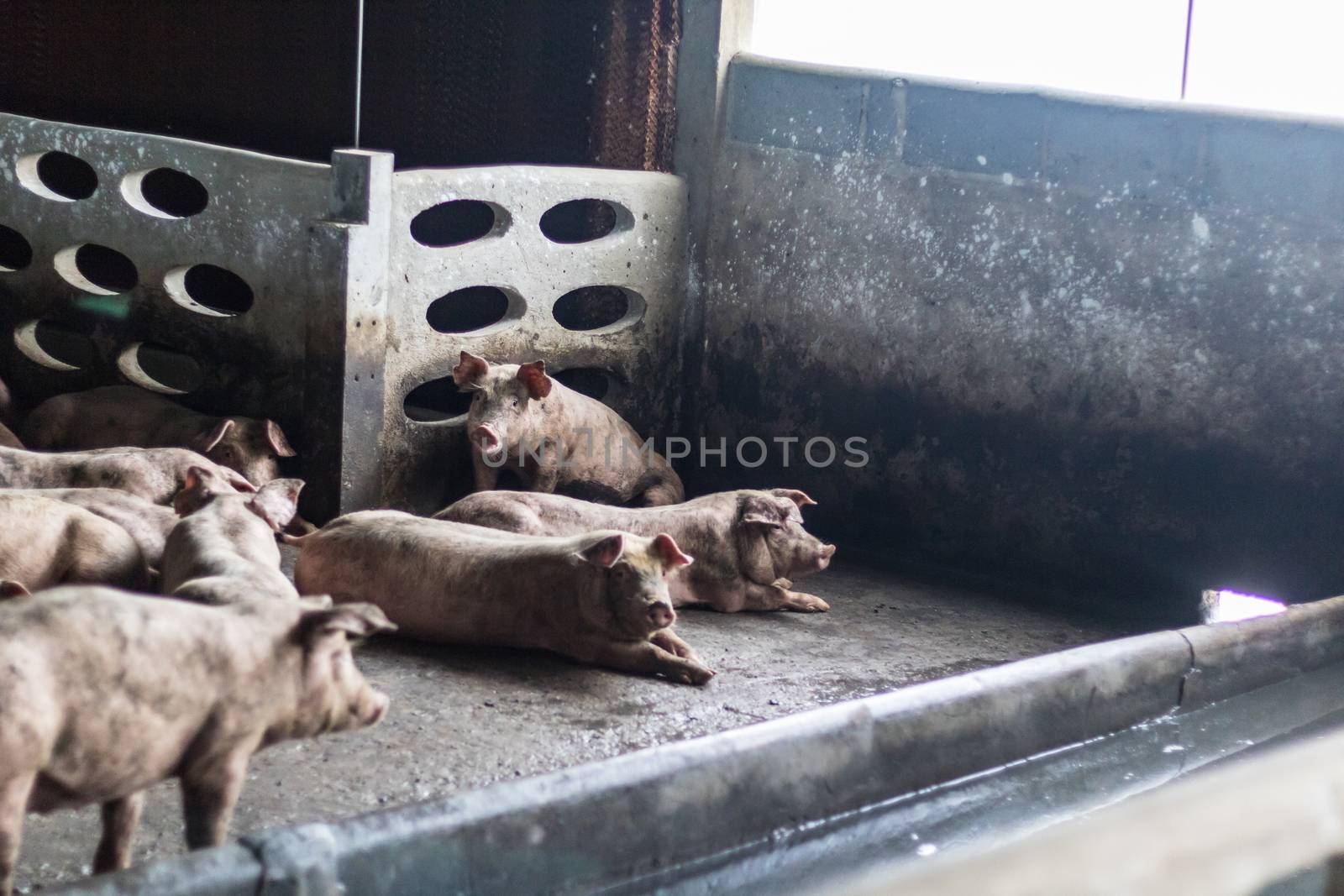 The fat pig is sleeping after eating a meal at the pig farm. Pig farm, closed system to prevent odors and germs. by minamija