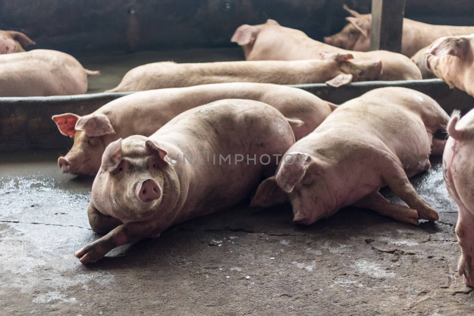 The fat pig is sleeping after eating a meal at the pig farm. Pig farm, closed system to prevent odors and germs. by minamija