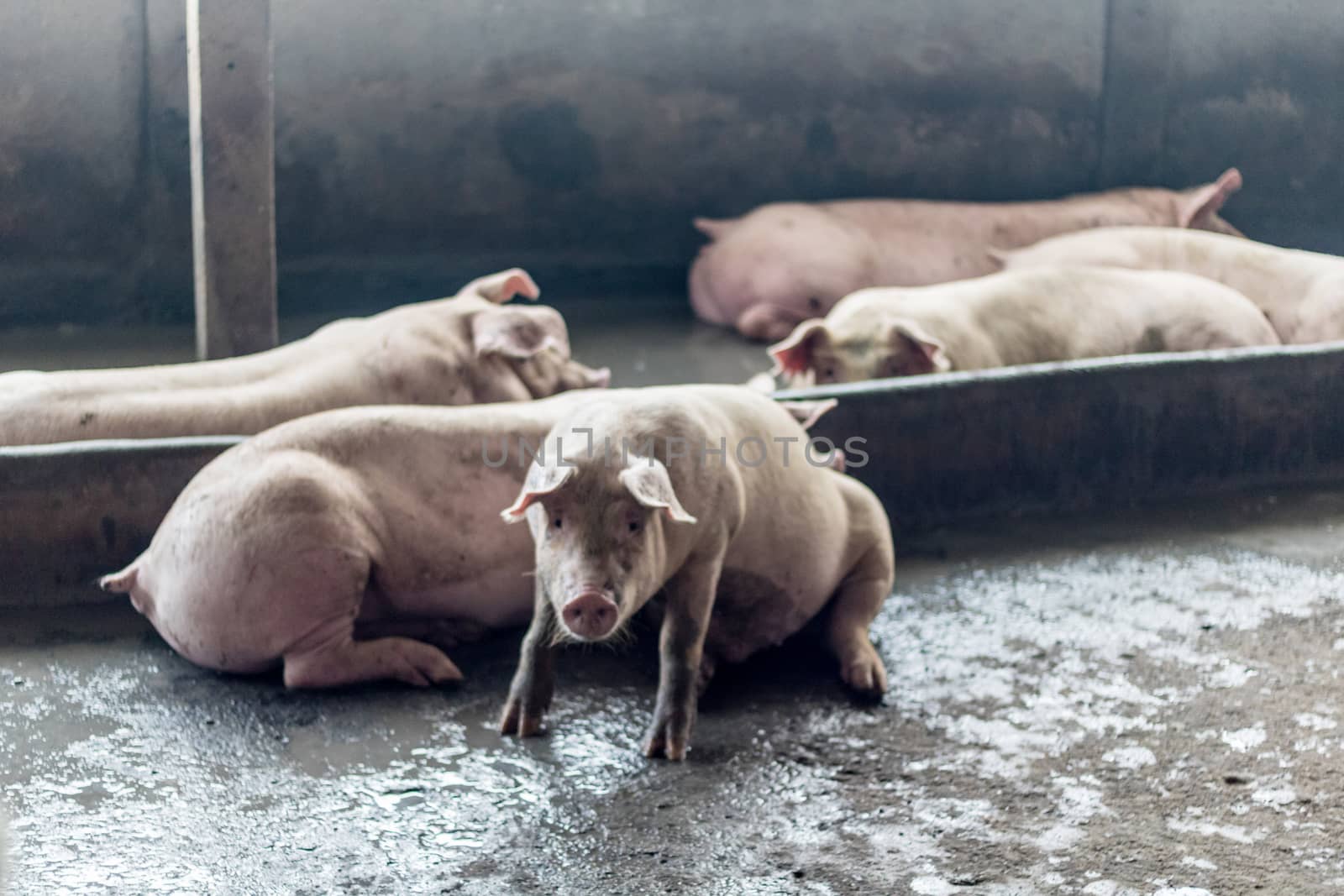 The fat pig is sleeping after eating a meal at the pig farm. Pig farm, closed system to prevent odors and germs.