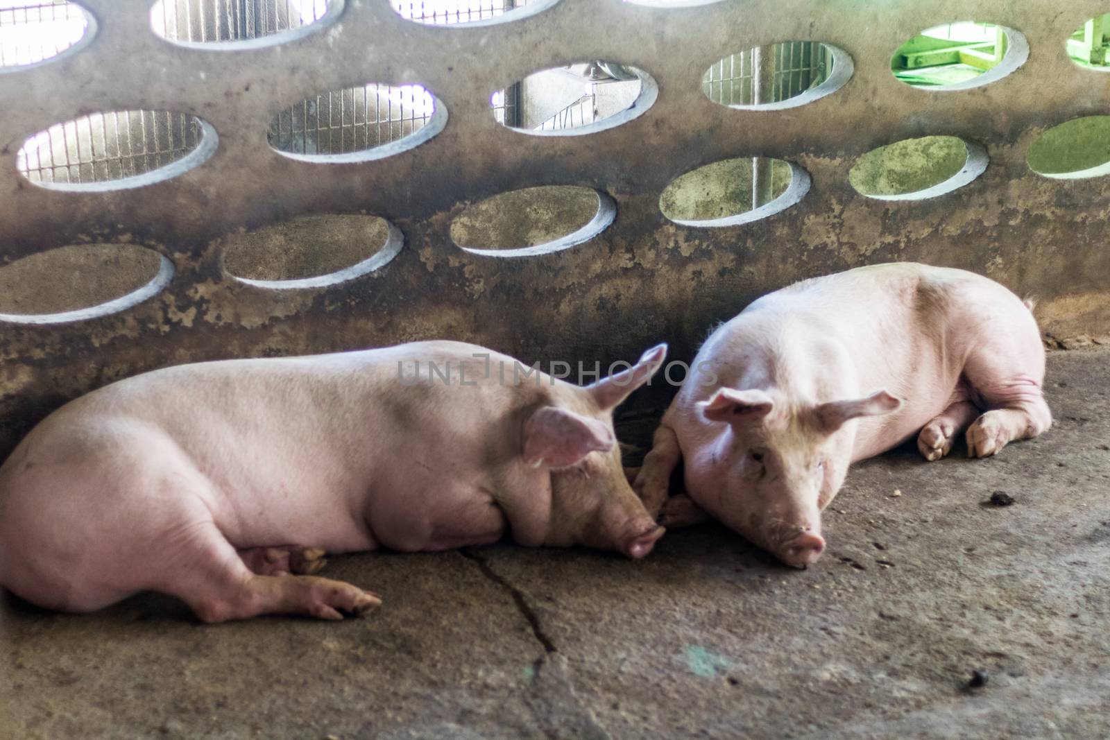 The fat pig is sleeping after eating a meal at the pig farm. Pig farm, closed system to prevent odors and germs.