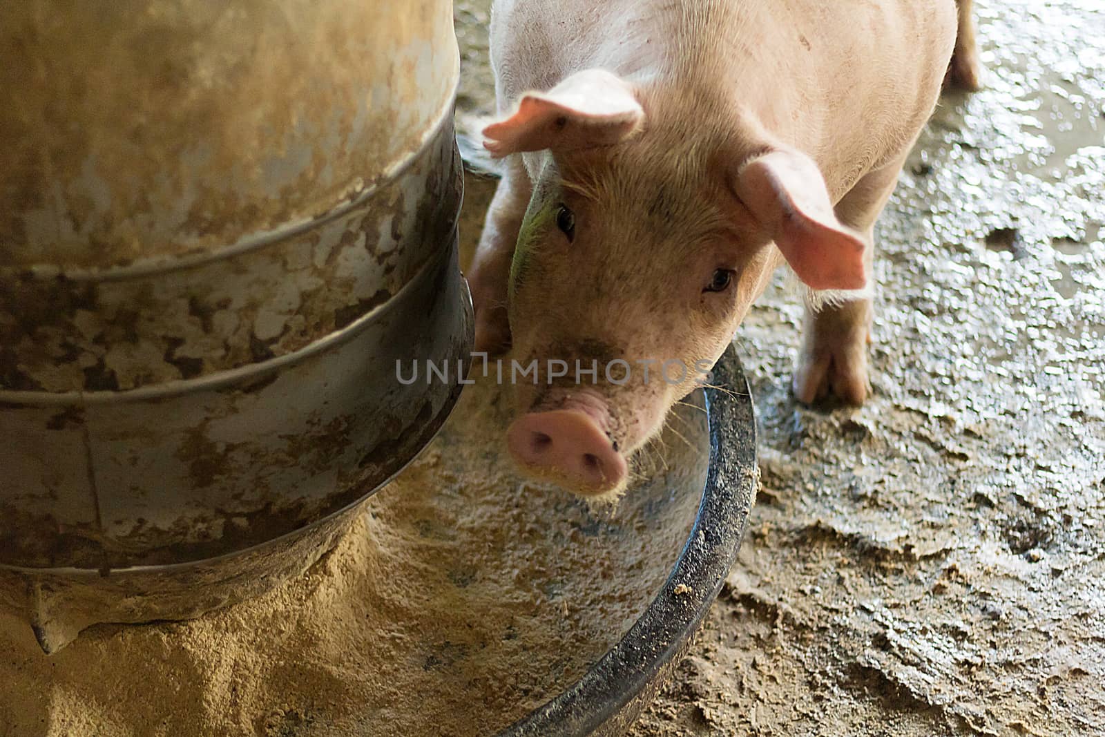 A Pig in the farm.