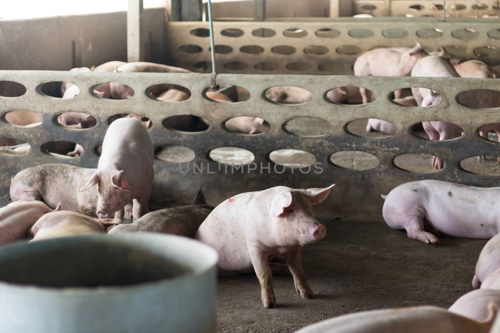 A Pig in the farm.