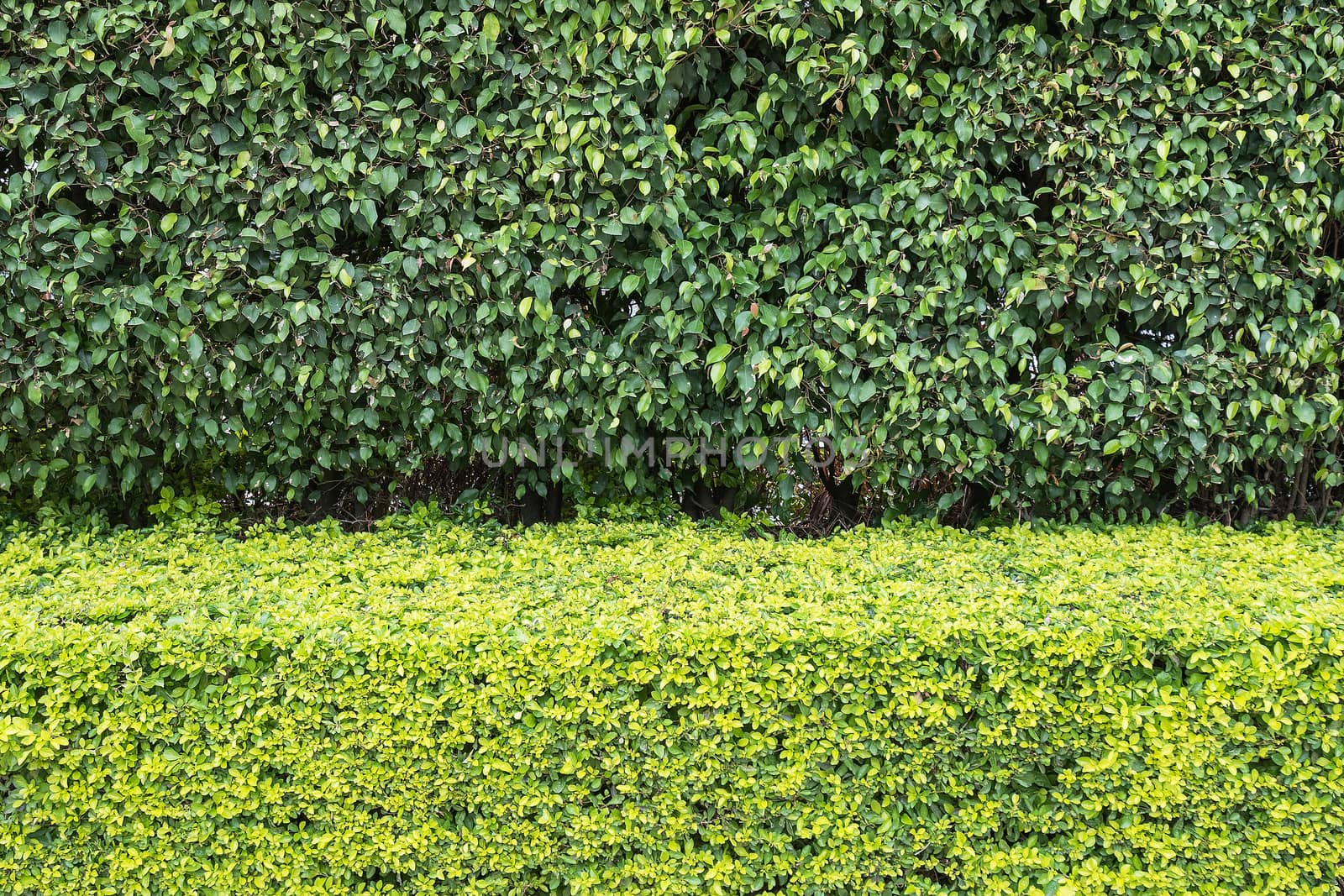 Two tone Natural green leaf wall and Texture background