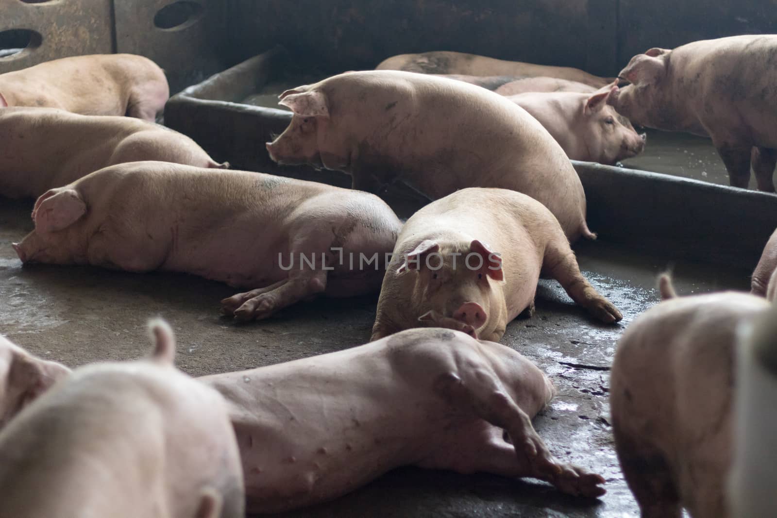 Pigs sleep on the pig farms after eating. Pigs on the farm are closed in the building.