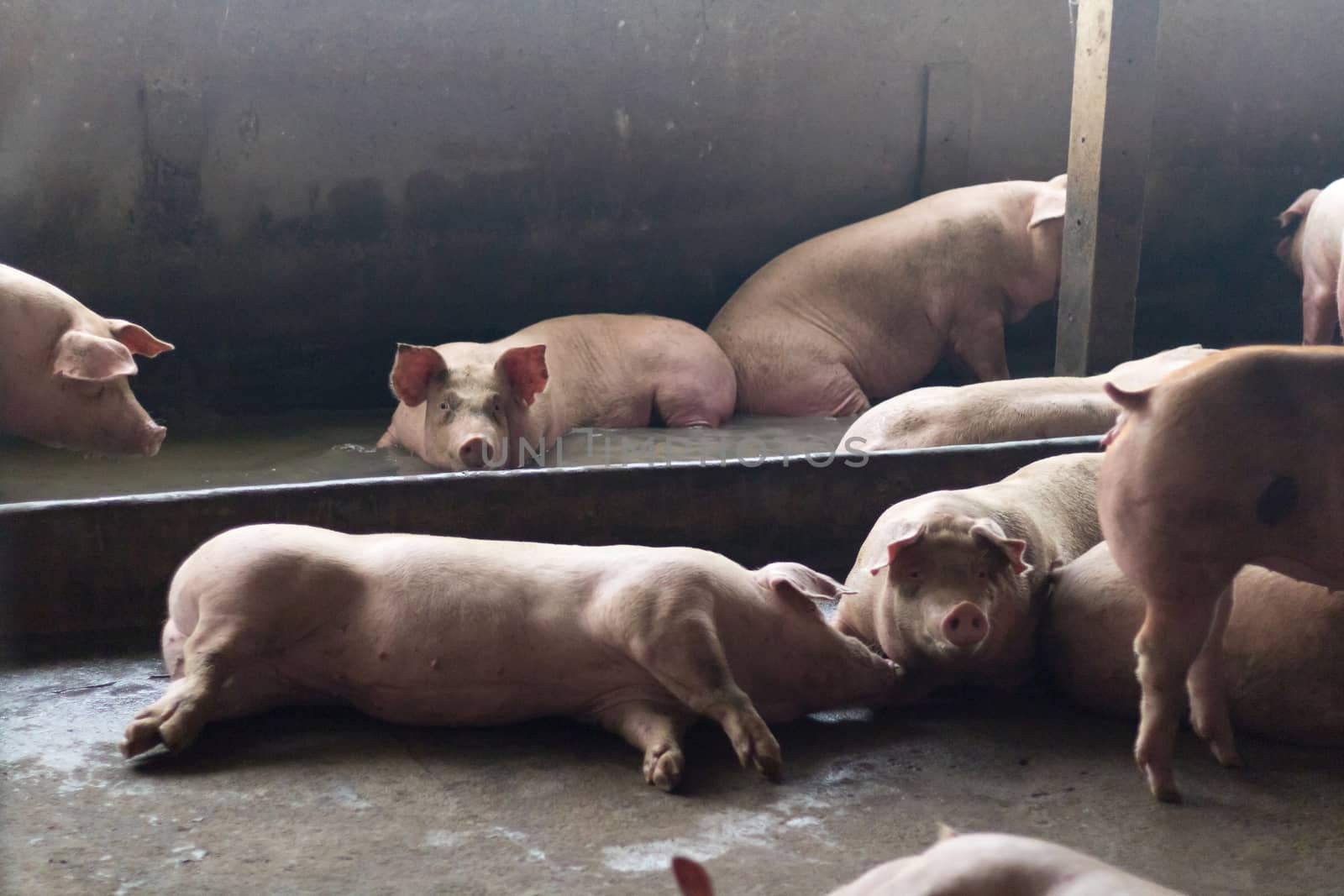 Pigs sleep on the pig farms after eating. Pigs on the farm are closed in the building. by minamija