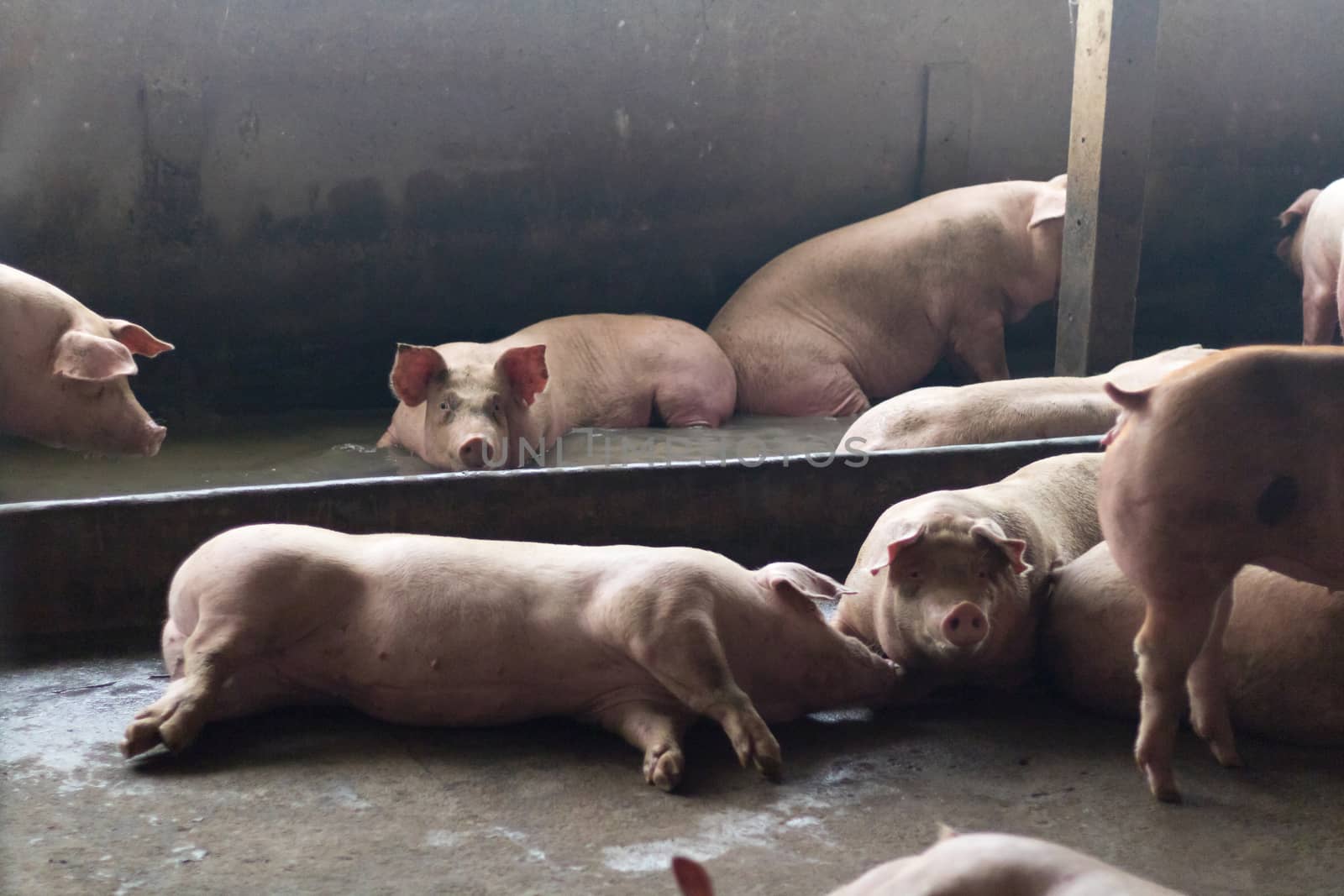 Pigs sleep on the pig farms after eating. Pigs on the farm are closed in the building.