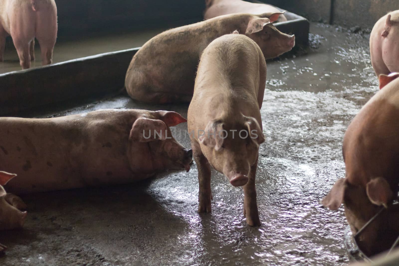 Pigs sleep on the pig farms after eating. Pigs on the farm are closed in the building. by minamija