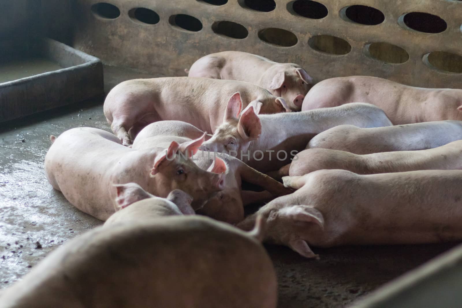 Pigs sleep on the pig farms after eating. Pigs on the farm are closed in the building. by minamija
