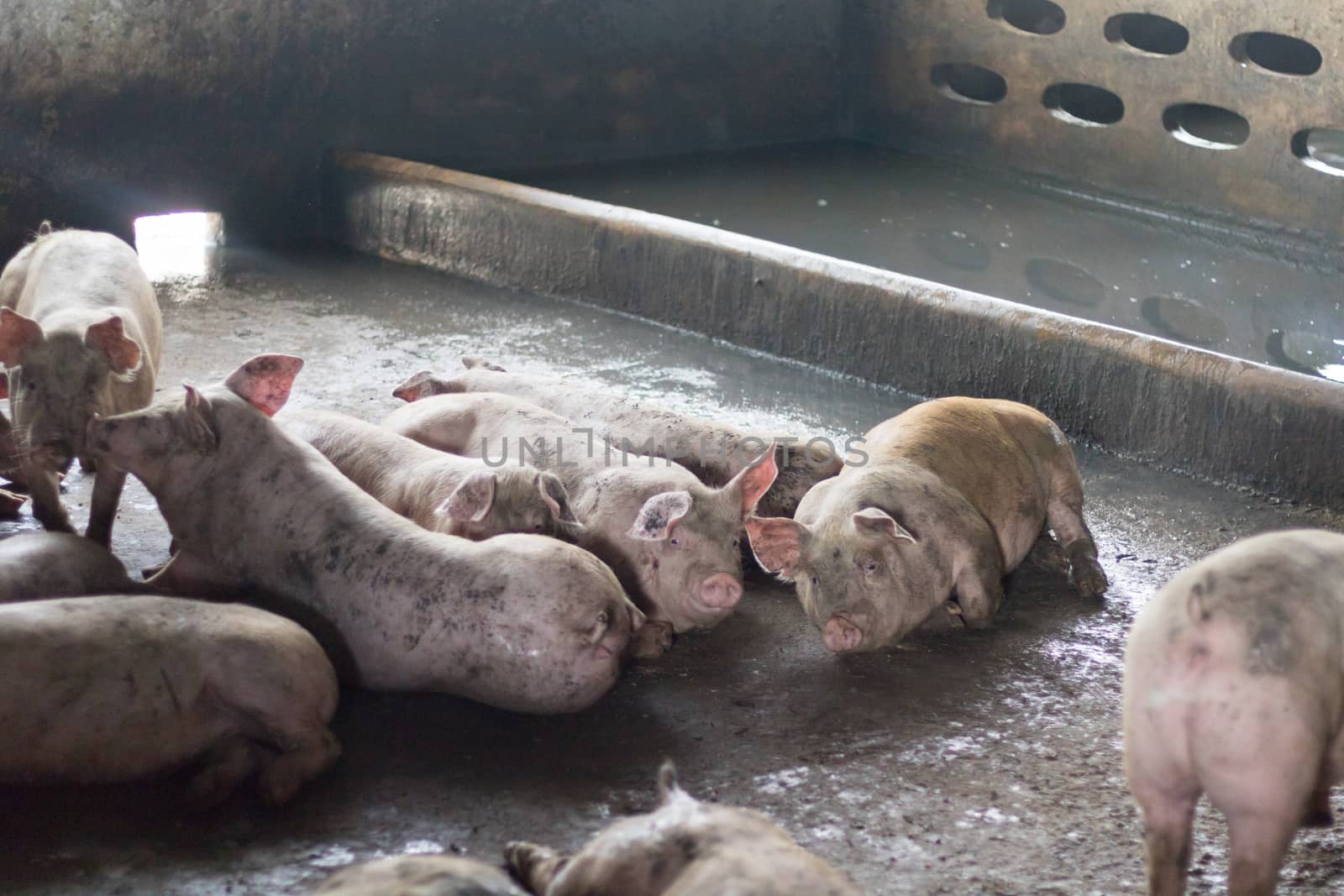 Pigs are sleeping after eating. They are fat. Pig in a pig farm by minamija