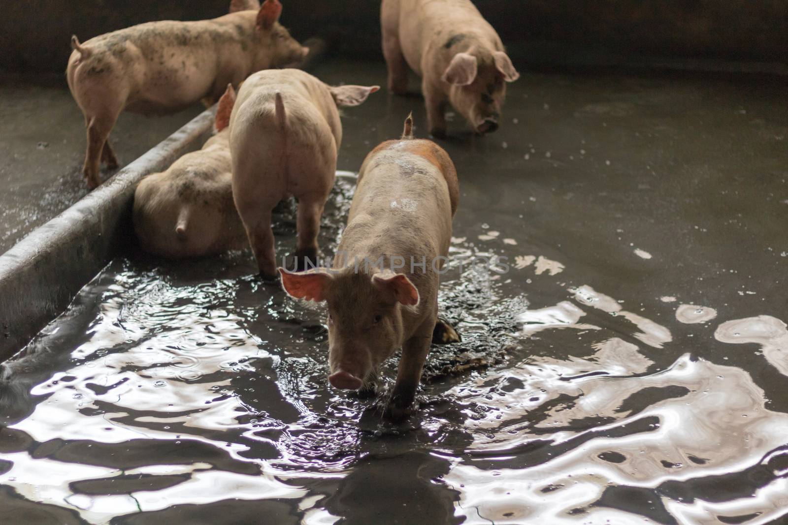 Pigs are sleeping after eating. They are fat. Pig in a pig farm.