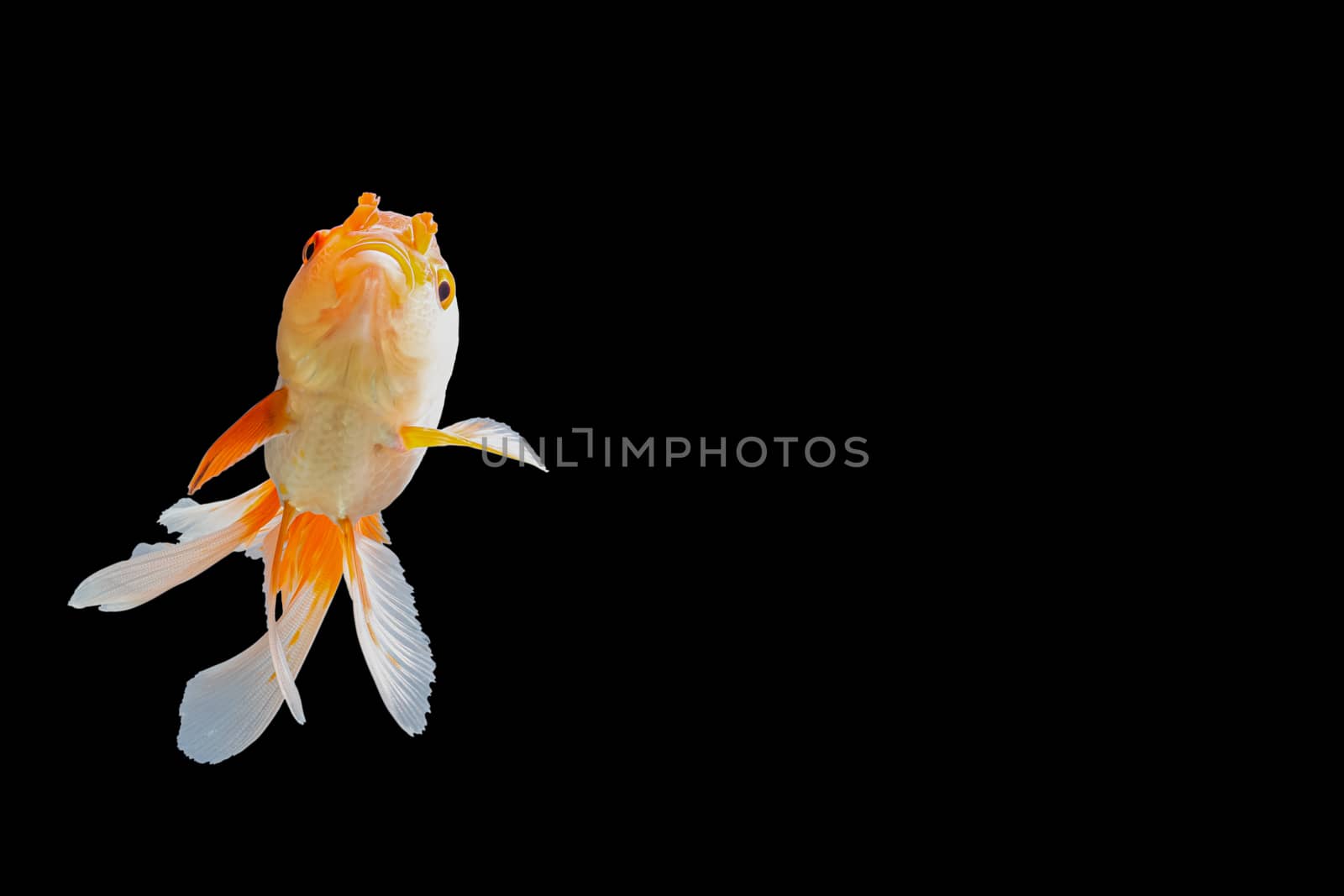 Close up Goldfish oranda white with orange Black background scene