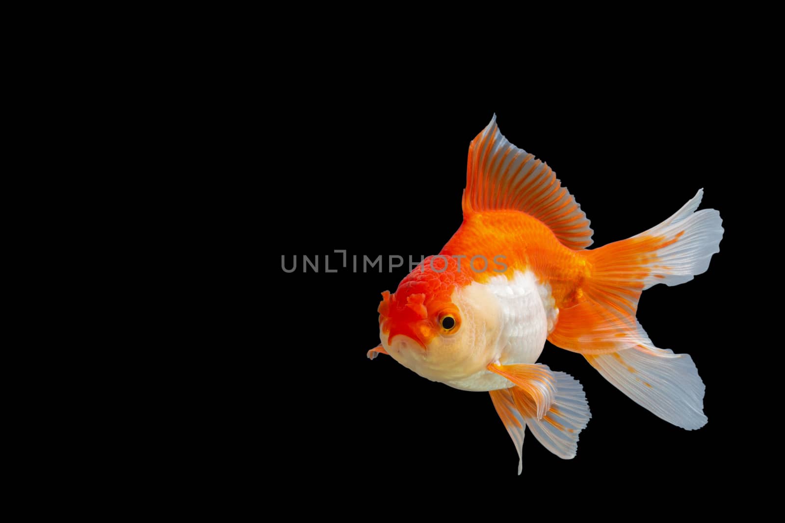 Close up Goldfish oranda white with orange Black background scene