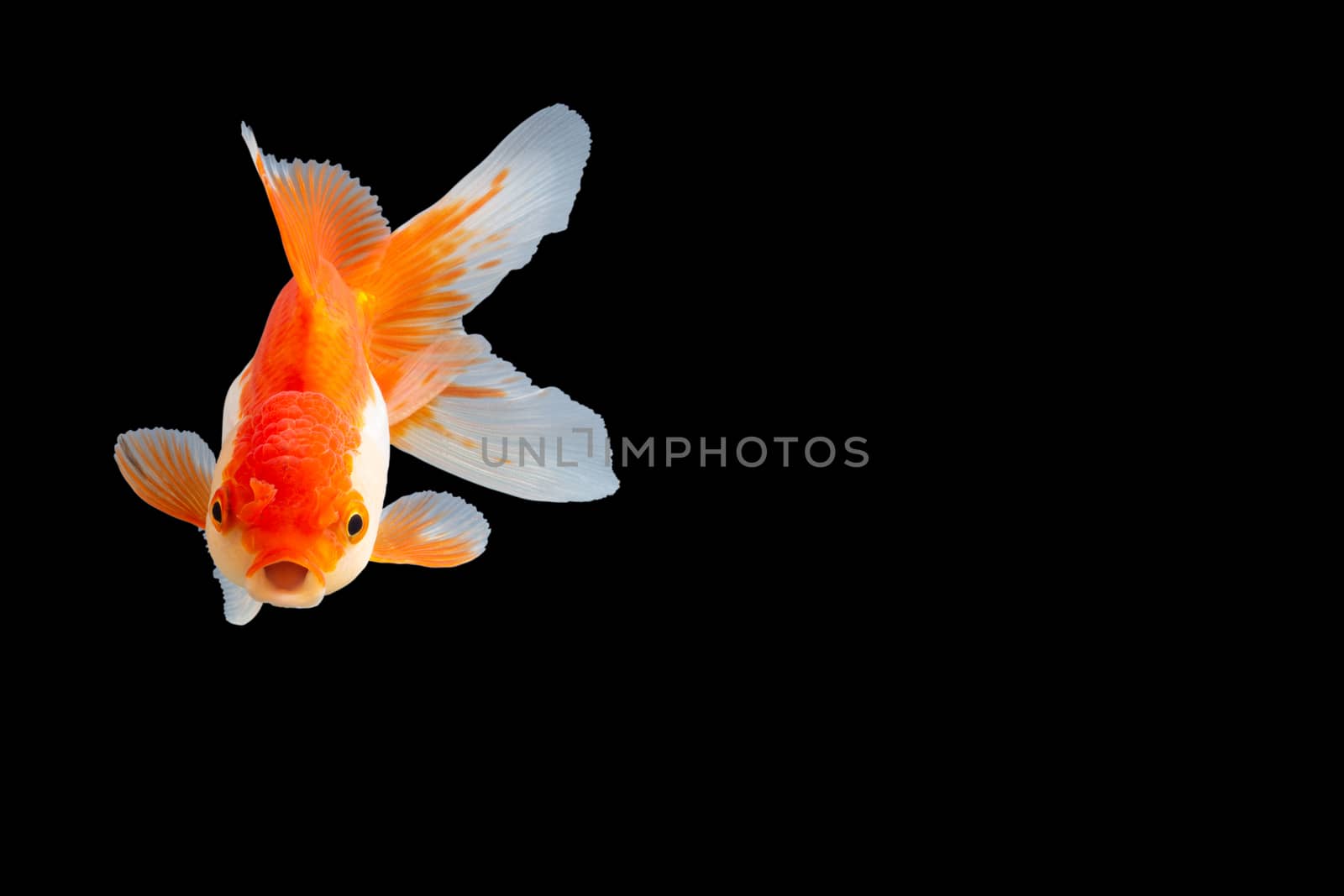 Close up Goldfish oranda white with orange Black background scene
