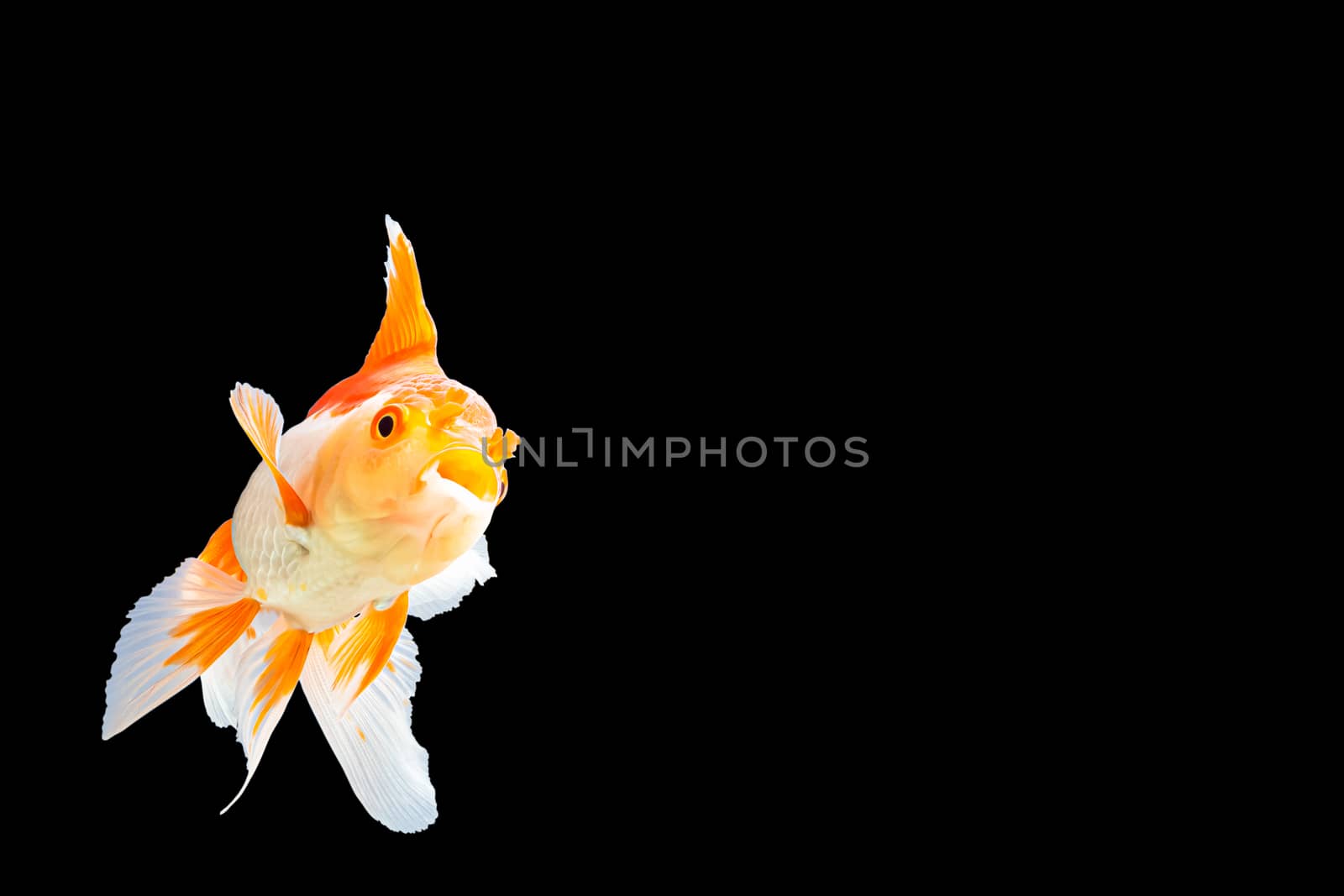 Close up Goldfish oranda white with orange Black background scene