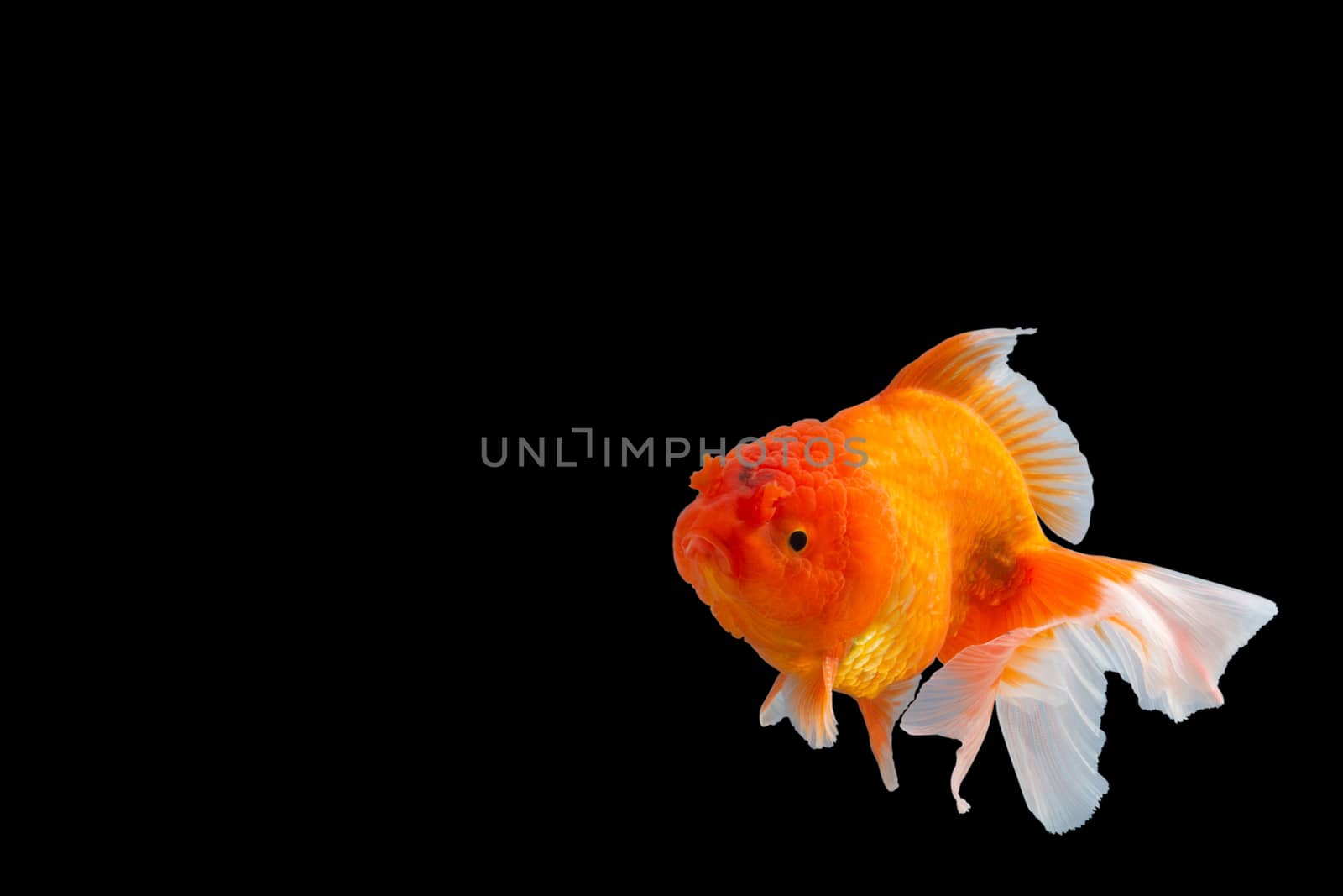 Close up Goldfish oranda white with orange Black background scene