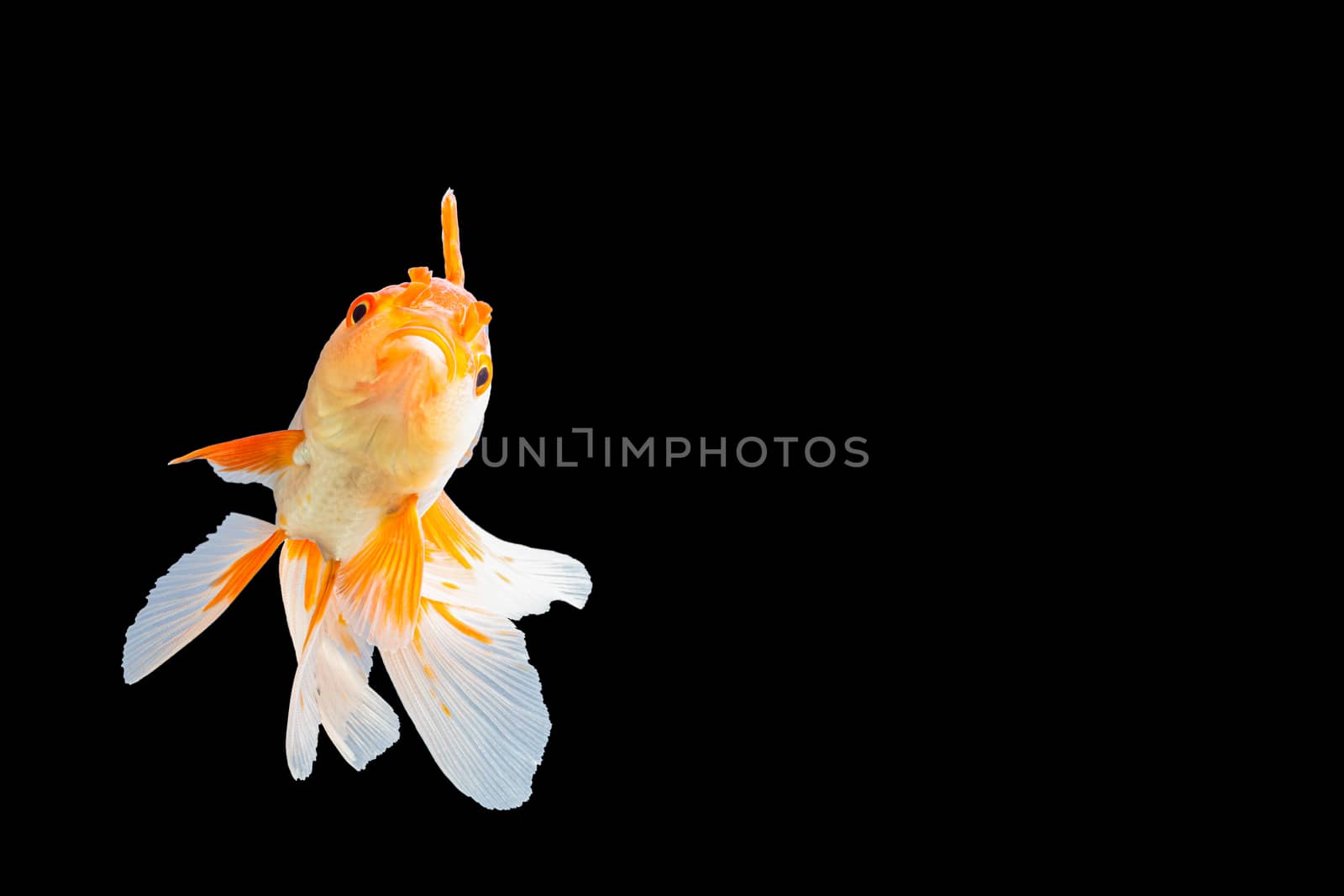 Close up Goldfish oranda white with orange Black background scene