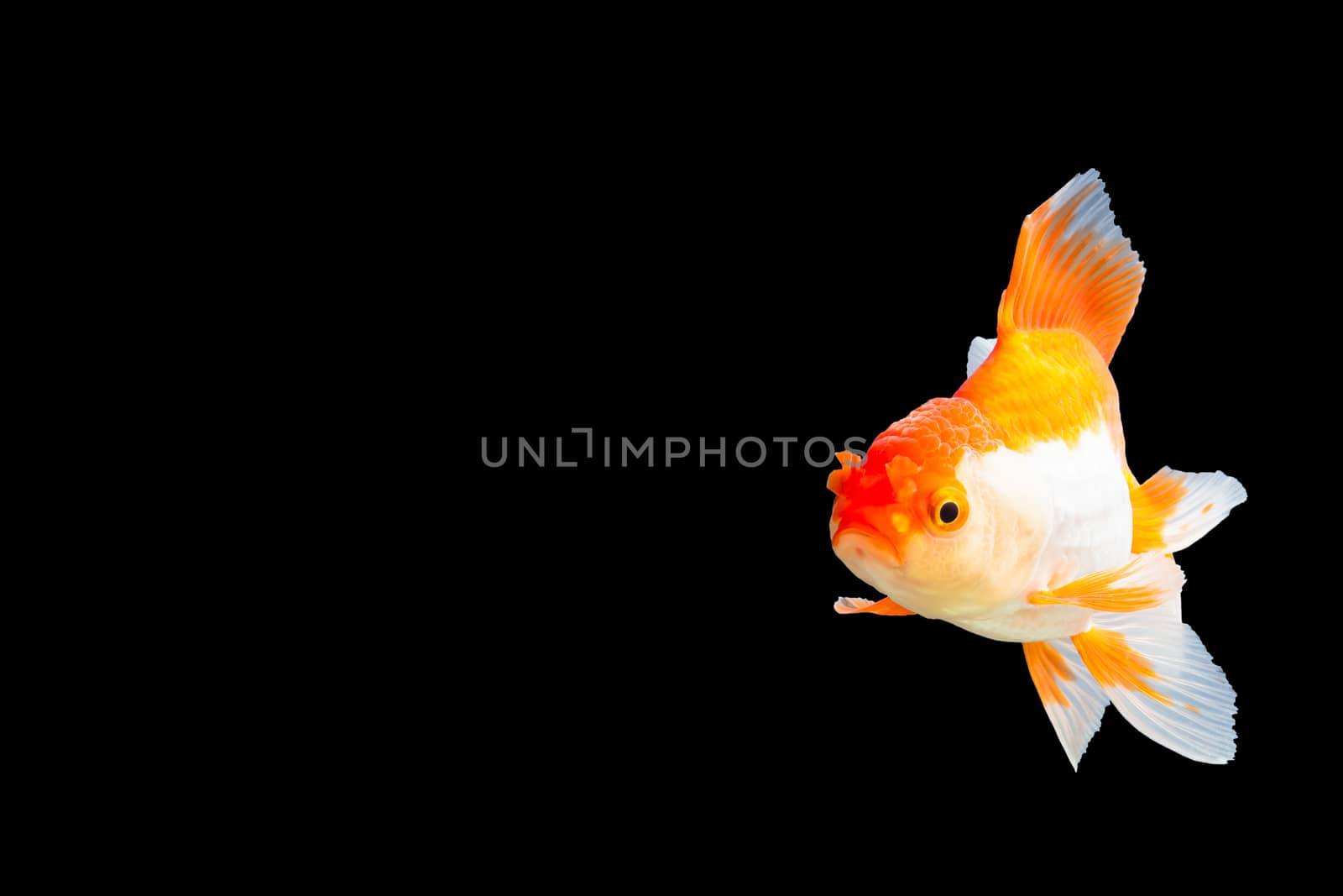 Close up Goldfish oranda white with orange Black background scene