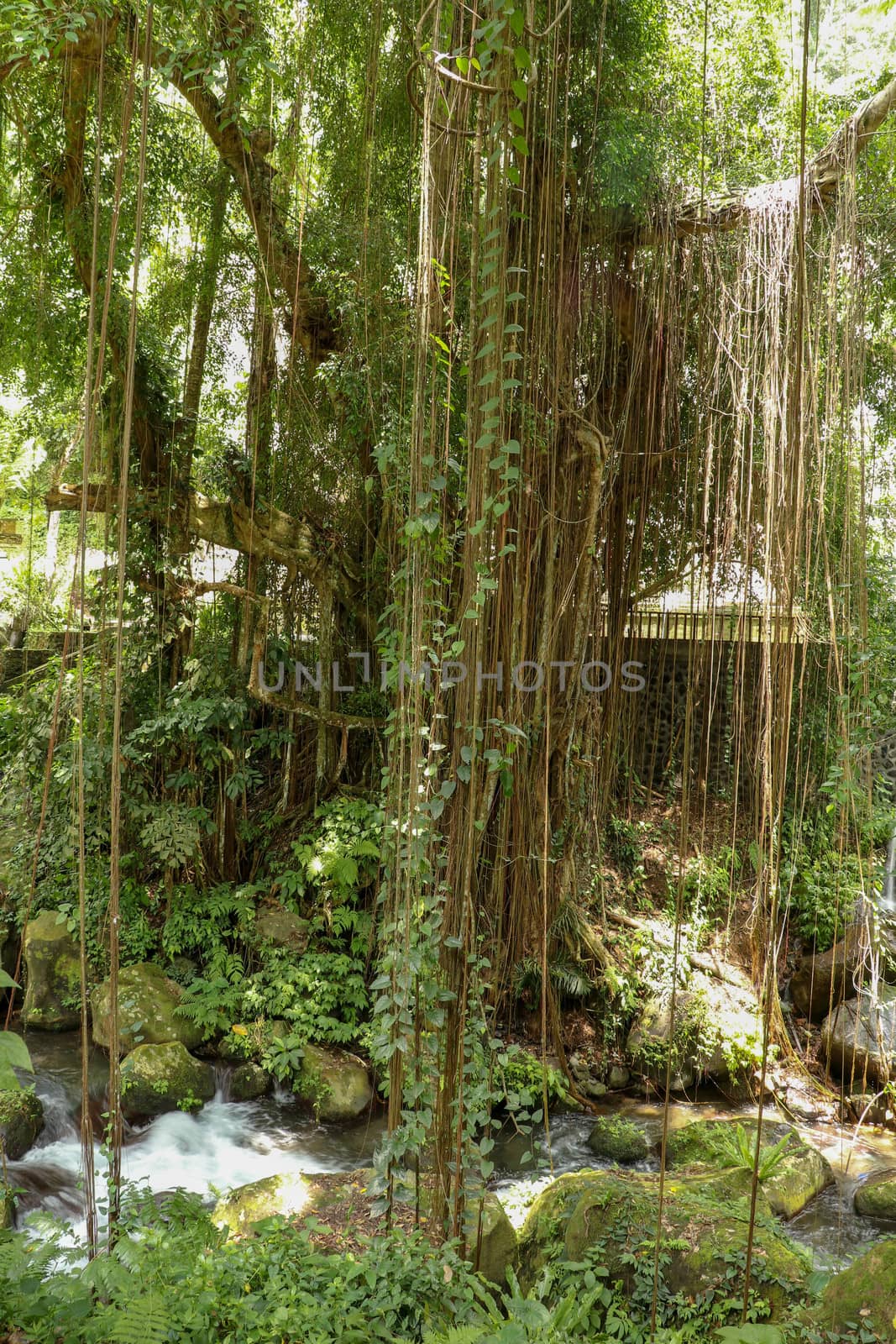 Ficus Elastica covered with long lianas in the rainforest. Rubber Fig or Rubber bush in Gunung Kawi Royal Tomb Valley. Rubber tree, Rubber plant, Indian rubber bush.