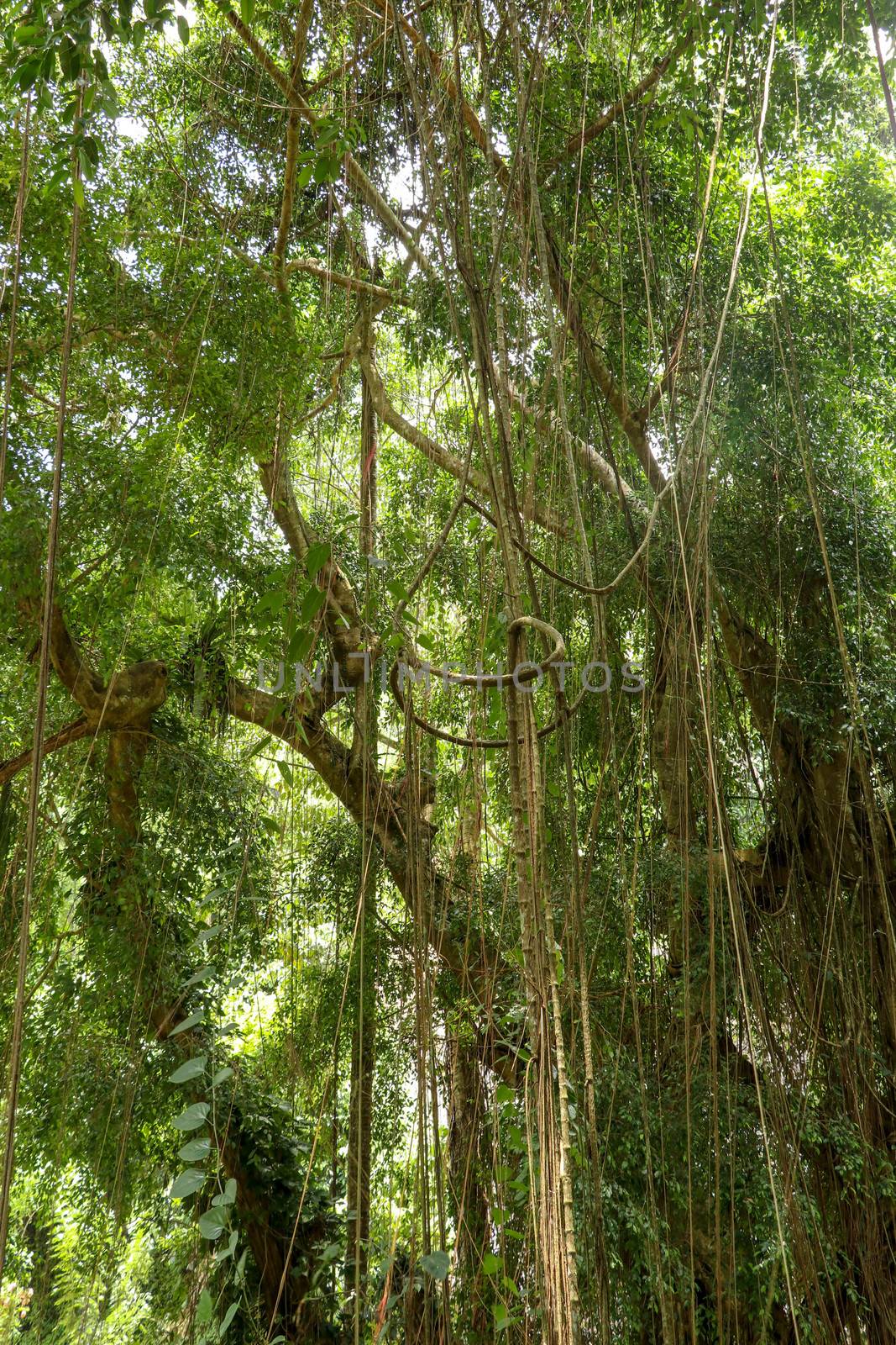 Ficus Elastica covered with long lianas in the rainforest. Rubber Fig or Rubber bush in Gunung Kawi Royal Tomb Valley. Rubber tree, Rubber plant, Indian rubber bush. by Sanatana2008