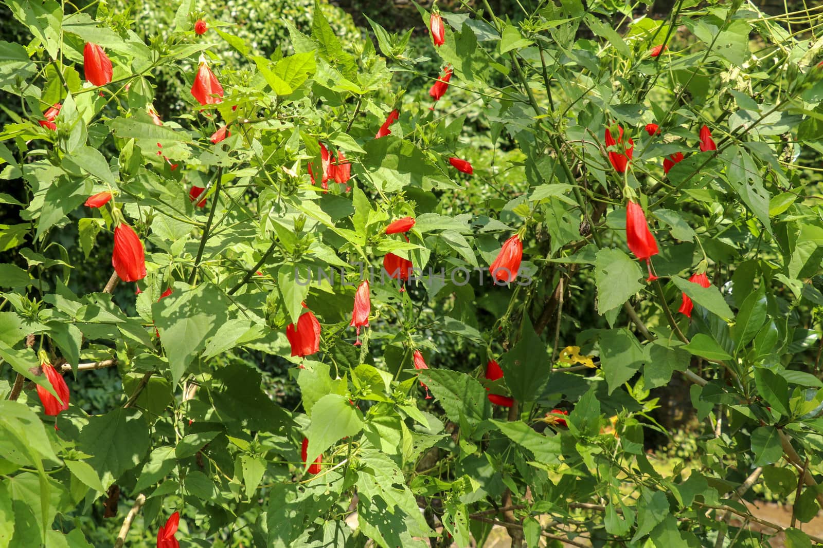 Selective focus on red malvaviscus arboreus Cav. Flower blooming in garden on sunny day. The name of this flower name is Sleeeping Hibiscus. Scientific name is Malvaviscus arboreus var. mexicanus.