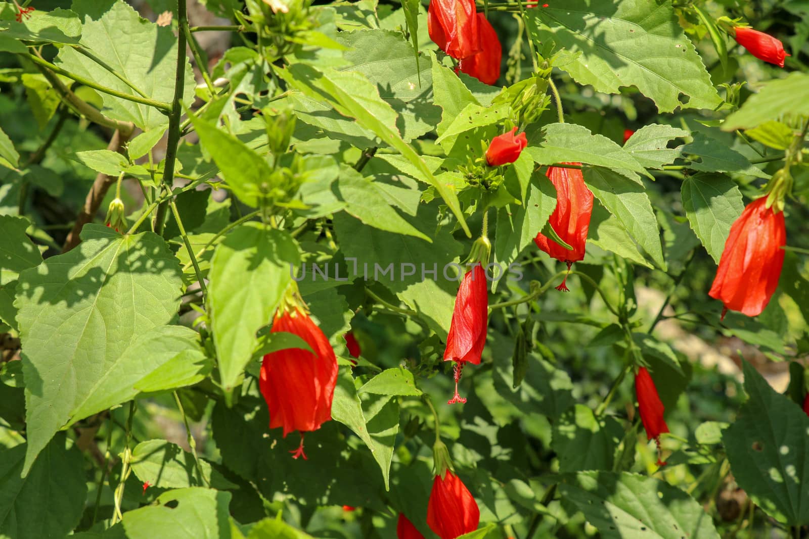 Selective focus on red malvaviscus arboreus Cav. Flower blooming in garden on sunny day. The name of this flower name is Sleeeping Hibiscus. Scientific name is Malvaviscus arboreus var. mexicanus.